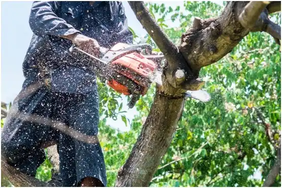 tree services Pewaukee